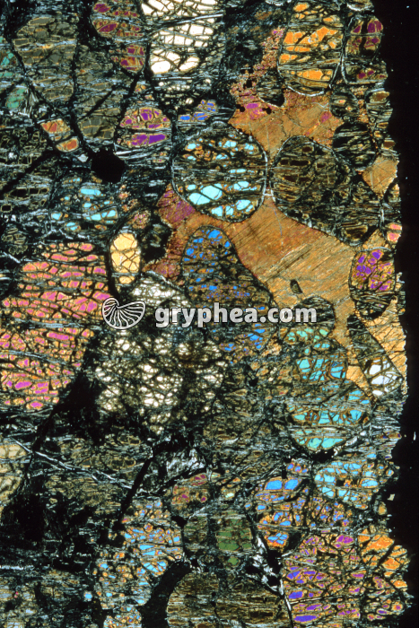 Wherlite LPA x3,5 - gryphea.com